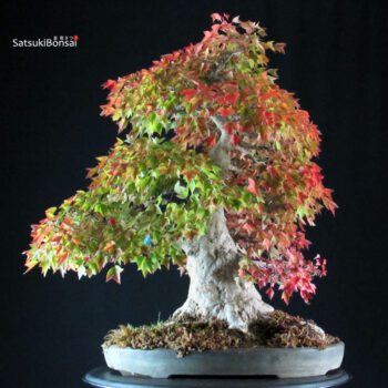 Acer Buergerianum - Kaede RISERVATO