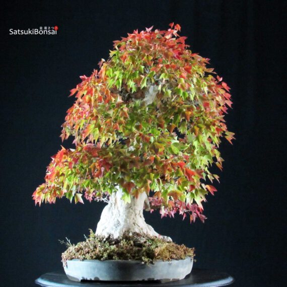 Acer Buergerianum - Kaede VENDUTO - immagine 2