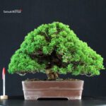 Juniperus Chinensis Itoigawa