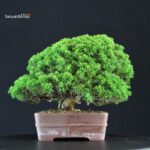 Juniperus Chinensis Itoigawa - immagine 2
