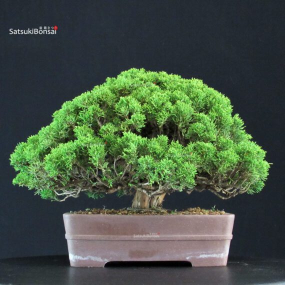 Juniperus Chinensis Itoigawa - immagine 3