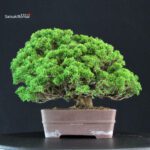 Juniperus Chinensis Itoigawa - immagine 4