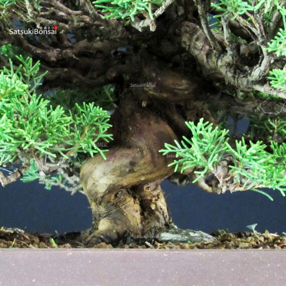 Juniperus Chinensis Itoigawa - immagine 5