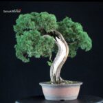 Juniperus Chinensis Kishu - immagine 2