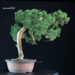 Juniperus Chinensis Kishu - immagine 3