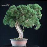 Juniperus Chinensis Kishu - immagine 4