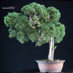 Juniperus Chinensis Kishu - immagine 5