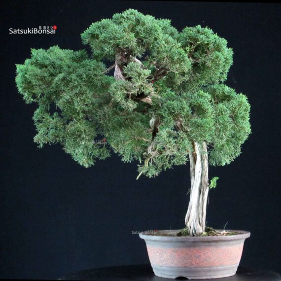 Juniperus Chinensis Kishu - immagine 5