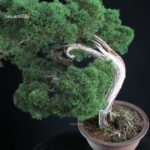 Juniperus Chinensis Kishu - immagine 6