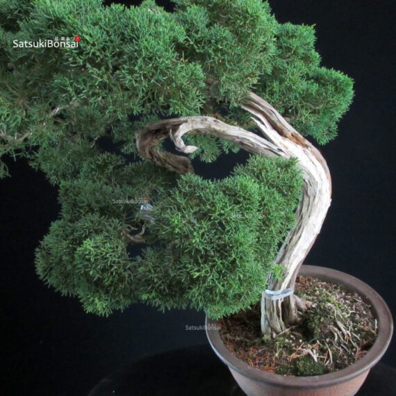Juniperus Chinensis Kishu - immagine 6