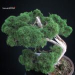 Juniperus Chinensis Kishu - immagine 7