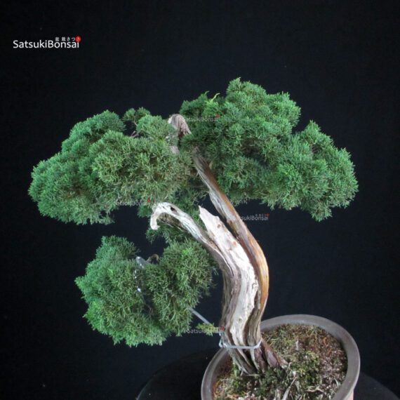 Juniperus Chinensis Kishu - immagine 8
