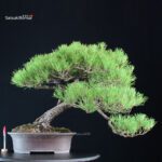 Pinus Thunbergii Kuromatsu