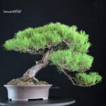 Pinus Thunbergii Kuromatsu - immagine 2