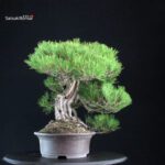 Pinus Thunbergii Kuromatsu - immagine 3