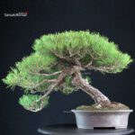 Pinus Thunbergii Kuromatsu - immagine 4