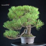 Pinus Thunbergii Kuromatsu - immagine 5