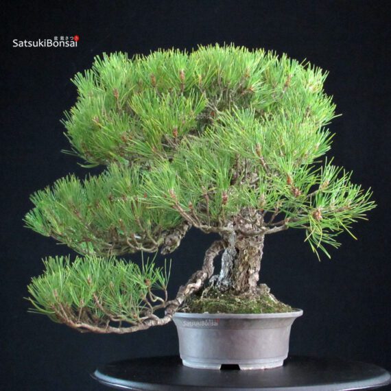 Pinus Thunbergii Kuromatsu - immagine 5