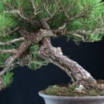 Pinus Thunbergii Kuromatsu - immagine 6
