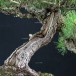 Pinus Thunbergii Kuromatsu - immagine 7