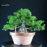 Azalea Satsuki EIKAN