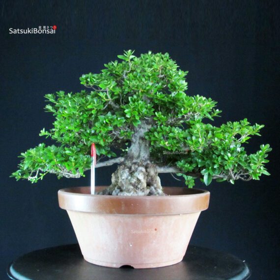 255330_1-Satsuki-azalea-Eikan Azalea Satsuki EIKAN - immagine 1