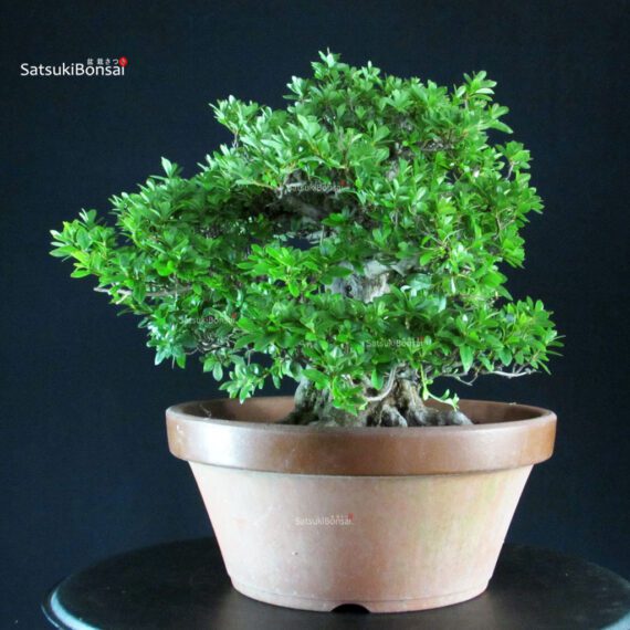 Azalea Satsuki EIKAN - immagine 3