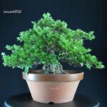 Azalea Satsuki EIKAN - immagine 4