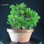 Azalea Satsuki EIKAN - immagine 5