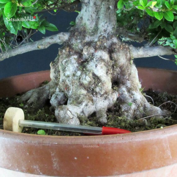 Azalea Satsuki EIKAN - immagine 6