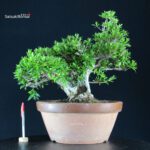 Azalea Satsuki HANABIN