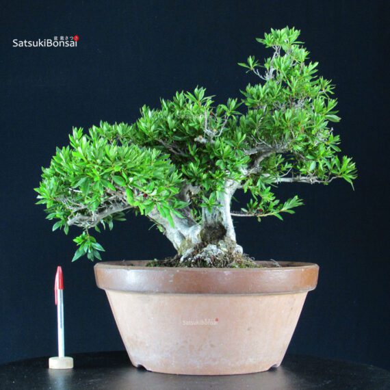 Azalea Satsuki HANABIN - immagine 1