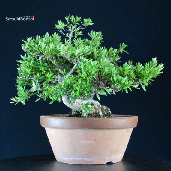 Azalea Satsuki HANABIN - immagine 3