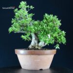 Azalea Satsuki HANABIN - immagine 4