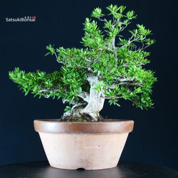 Azalea Satsuki HANABIN - immagine 5