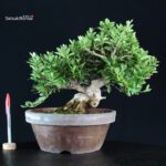 Azalea Satsuki HANABIN