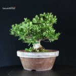 Azalea Satsuki HANABIN - immagine 3