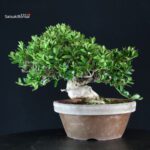 Azalea Satsuki HANABIN - immagine 4