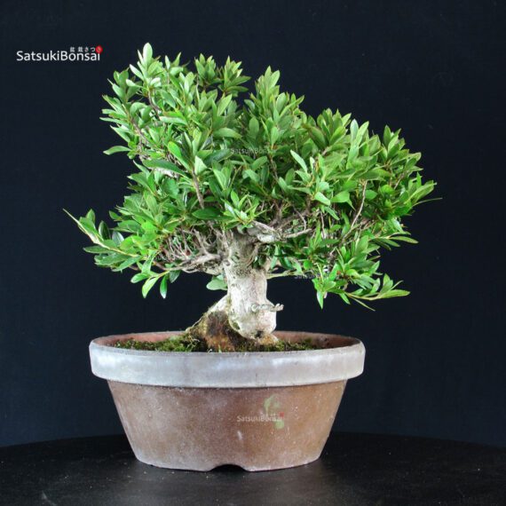 Azalea Satsuki HANABIN - immagine 5