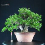 Azalea Satsuki SHIKO NO TSUKI