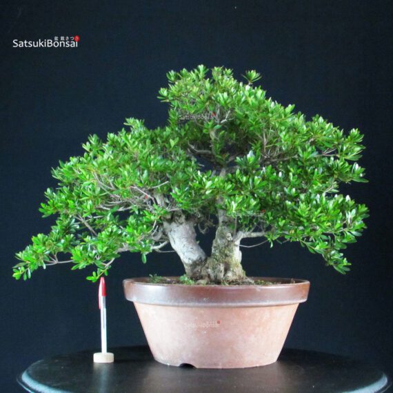 255336_1-Satsuki-azalea-Shiko-no-tsuki Azalea Satsuki SHIKO NO TSUKI - immagine 1