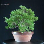 Azalea Satsuki SHIKO NO TSUKI - immagine 3