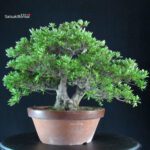 Azalea Satsuki SHIKO NO TSUKI - immagine 4