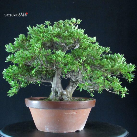 Azalea Satsuki SHIKO NO TSUKI - immagine 4