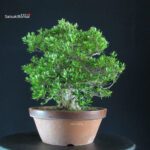 Azalea Satsuki SHIKO NO TSUKI - immagine 5