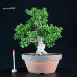 Azalea Satsuki ASAHI NO IZUMI