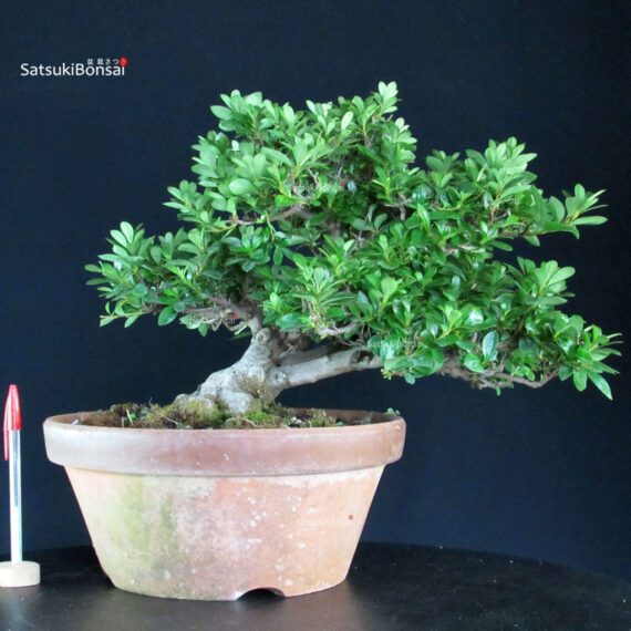 255342_1-Satsuki-azalea-Eikan Azalea Satsuki EIKAN - immagine 1