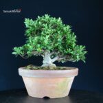 Azalea Satsuki EIKAN - immagine 3