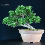 Azalea Satsuki EIKAN - immagine 4