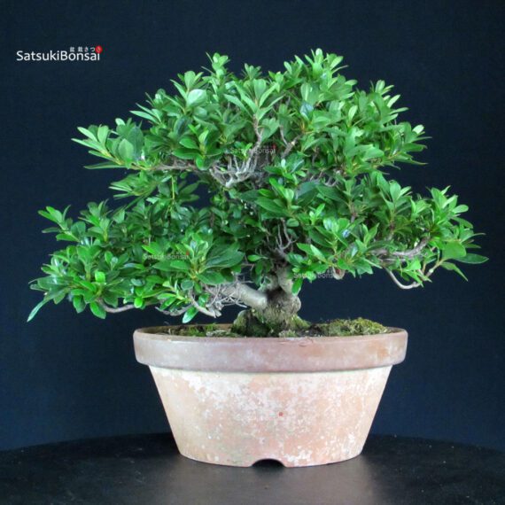 Azalea Satsuki EIKAN - immagine 5